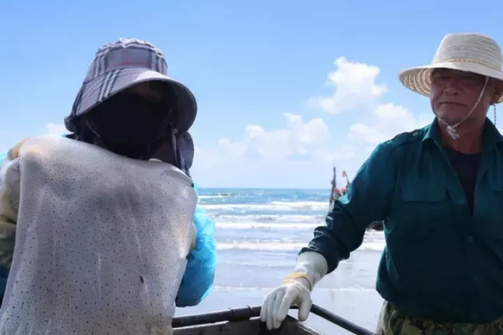 Nhộn nhịp mùa sứa ở bãi ngang xứ Nghệ