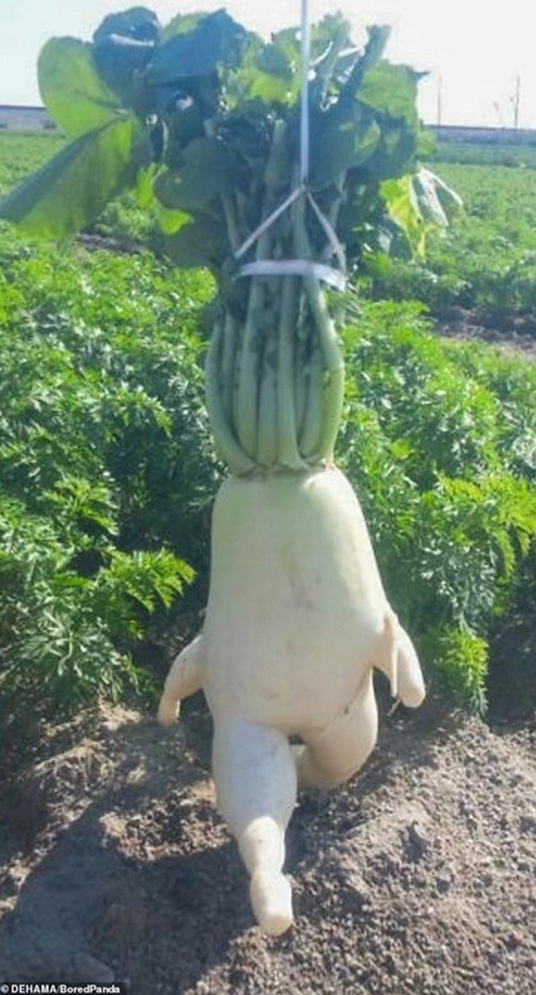 Một củ cải có hình dáng kỳ lạ, trông như một nhân vật hoạt hình đang chạy đi. Ảnh: Dehama/ Bored Panda/ Mail Online.