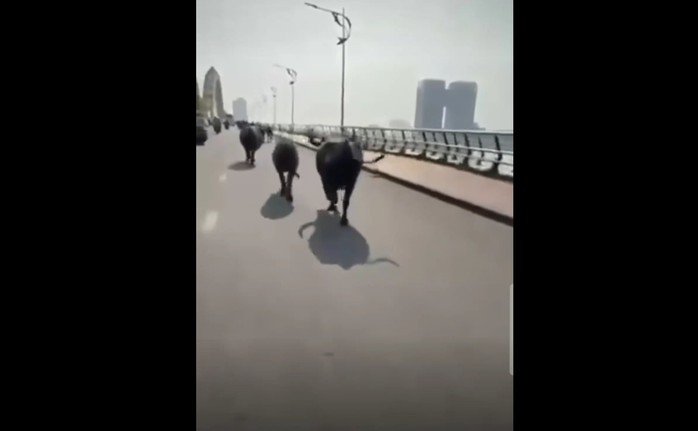 Đàn trâu vô chủ, chạy tung tăng qua cầu Rồng, Đà Nẵng
