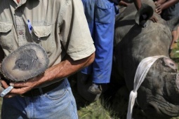 Chu Đăng Khoa bị bắt ở Nam Phi vì buôn lậu sừng tê giác: Bộ Ngoại giao lên tiếng