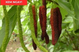 Tin tức sức khỏe - Loại quả vào mùa chín rộ bán đầy chợ hóa ra là “báu vật” giúp xương khớp dẻo dai ít người biết