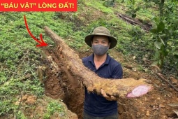 Tin tức sức khỏe - Việt Nam có một “báu vật dưới lòng đất” dài cả mét, tuy xấu xí nhưng siêu bổ dưỡng cho bàng quang!