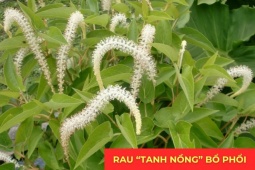Tin tức sức khỏe - Loại rau “tanh nồng” bị nhiều người ngó lơ nhưng dưỡng phổi, giảm ho cực tốt, “bổ tựa nhân sâm”