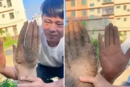 Bác nông dân đào được củ khoai hình bàn tay: Là hiện tượng gì, vì sao xảy ra?