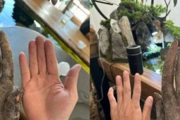 Lão nông đào được củ khoai khủng, hình dáng lạ, khách trả hơn 30 triệu không bán