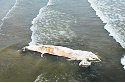 Xác cá voi dài gần 10m dạt vào bờ biển Nghệ An