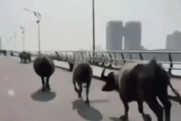 Đà Nẵng: Đàn trâu “tung hoành” cầu Rồng, người đi đường thót tim