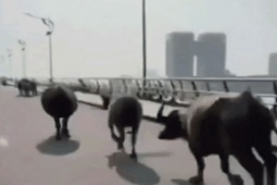 Đà Nẵng: Đàn trâu “tung hoành” cầu Rồng, người đi đường thót tim