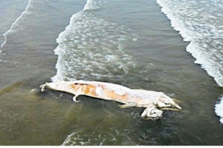 Xác cá voi dài gần 10m dạt vào bờ biển Nghệ An