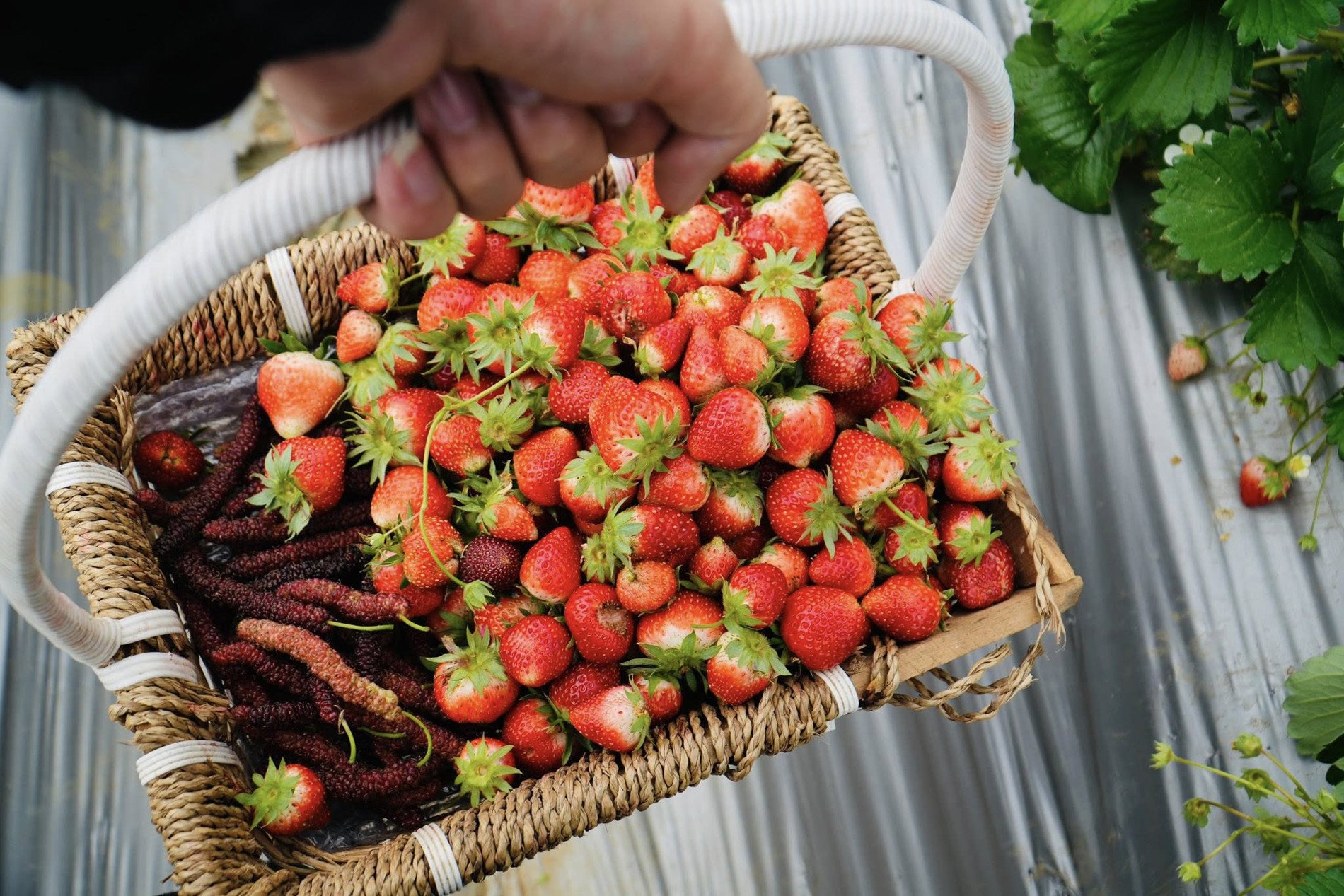 Khách tự hái dâu, thưởng thức quả ngọt ngay tại vườn