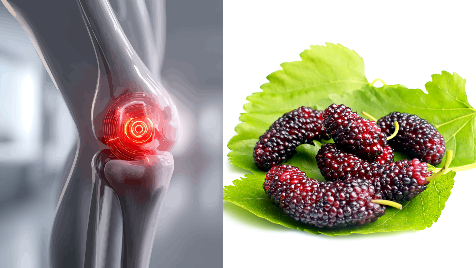 Dâu tằm được ví như “báu vật” cho xương khớp