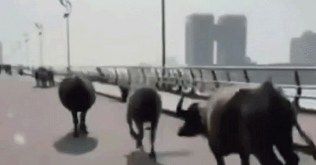 Đà Nẵng: Đàn trâu “tung hoành” cầu Rồng, người đi đường thót tim