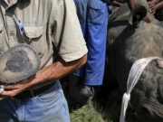 Chu Đăng Khoa bị bắt ở Nam Phi vì buôn lậu sừng tê giác: Bộ Ngoại giao lên tiếng