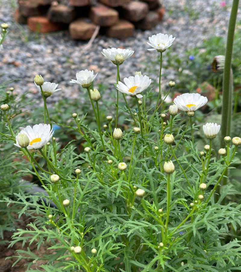 Những loại rau trái và hoa trong khu vườn của Giang&nbsp;