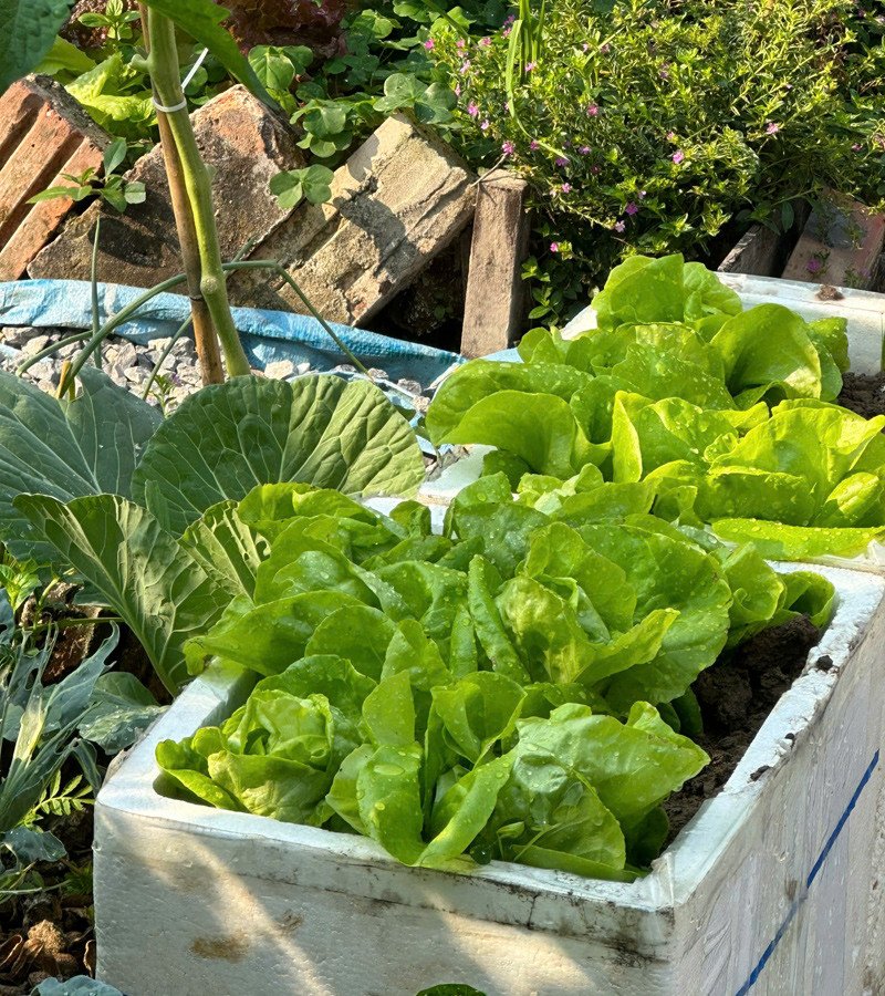 Những loại rau trái và hoa trong khu vườn của Giang&nbsp;