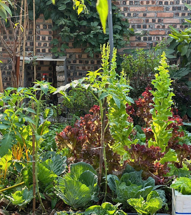 Những loại rau trái và hoa trong khu vườn của Giang&nbsp;