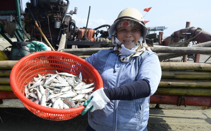 Vào mùa cá trích, ngư dân Thanh Hóa kiếm tiền triệu mỗi chuyến ra khơi