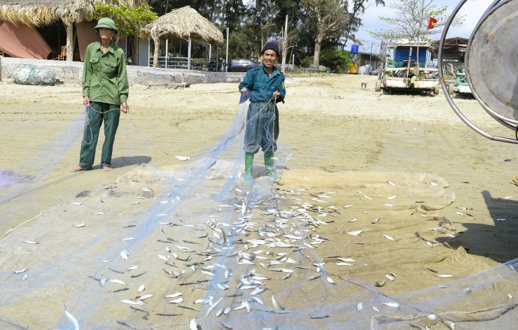 Ngư dân Thanh Hóa kiếm tiền triệu mỗi ngày mùa cá trích - 3