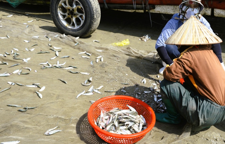 Mỗi chuyến ra khơi, ngư dân thu được từ 2-3 tạ cá trích