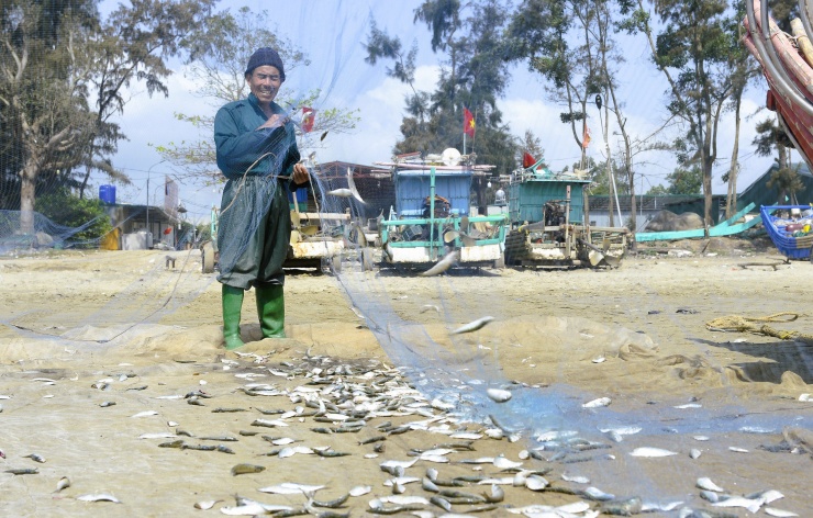 Những mẻ cá trích mắc đầy lưới ngư dân