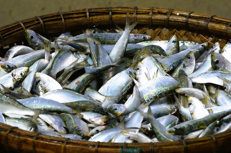 Những con cá trích tươi xanh, là món ăn giàu chất dinh dưỡng