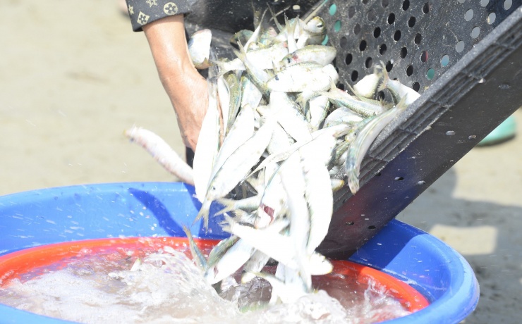 Ngư dân Thanh Hóa kiếm tiền triệu mỗi ngày mùa cá trích - 8