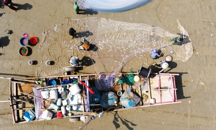 Tại Việt Nam, cá được ưa chuộng nhờ hàm lượng dinh dưỡng cao như Omega-3 và vitamin D, có thể chế biến nhiều món ăn như gỏi, nướng, kho, cũng như sản xuất nước mắm truyền thống