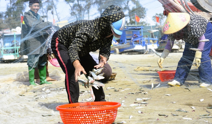 Cá trích (tên khoa học là Sardinella) là loài cá nhỏ sống ở tầng nước mặt, di chuyển theo đàn hàng chục ngàn con để tìm sinh vật phù du