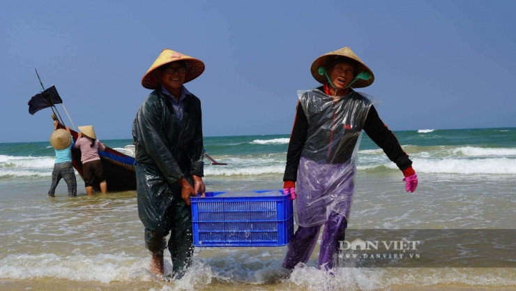 Sứa biển được ngư dân đưa vào bờ để bán cho cơ sở chế biến. Dù vất vả nhưng ngư dân Quảng Trị rất phấn khởi vì năm nay được mùa sứa biển, thu nhập cao mỗi ngày. Ảnh: Ngọc Vũ.