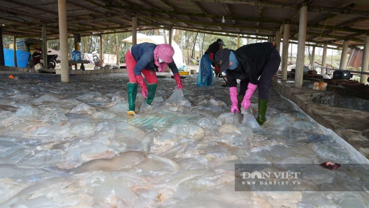 Ra biển bủa lưới bắt con vật không xương, dân Quảng Trị kiếm tiền triệu/ngày - 3