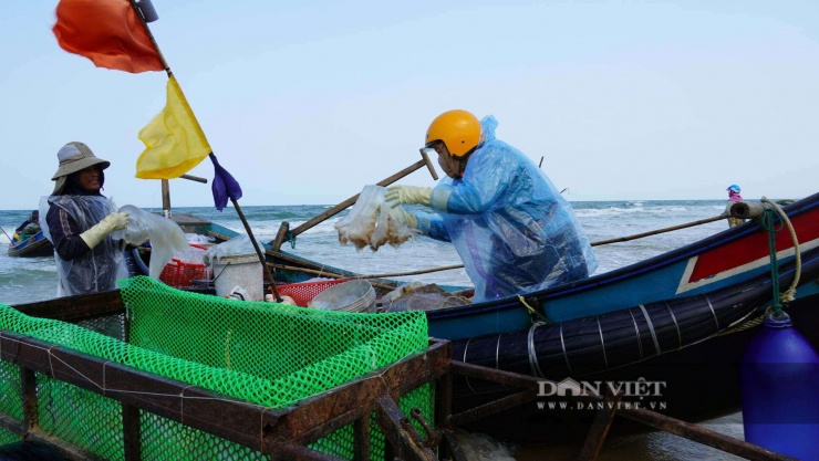 Ra biển bủa lưới bắt con vật không xương, dân Quảng Trị kiếm tiền triệu/ngày - 5