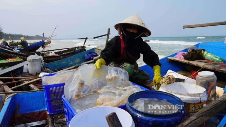 Ra biển bủa lưới bắt con vật không xương, dân Quảng Trị kiếm tiền triệu/ngày - 7