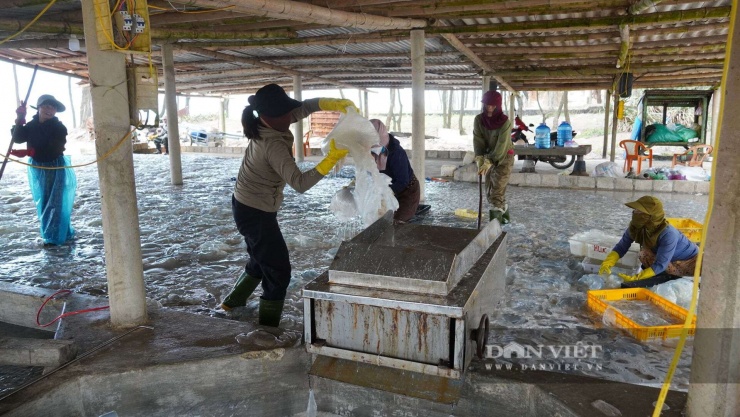 Sứa biển sau khi đưa vào bờ được bán cho cơ sở chế biến với giá 2.000 đồng/kg. Ảnh: Ngọc Vũ.