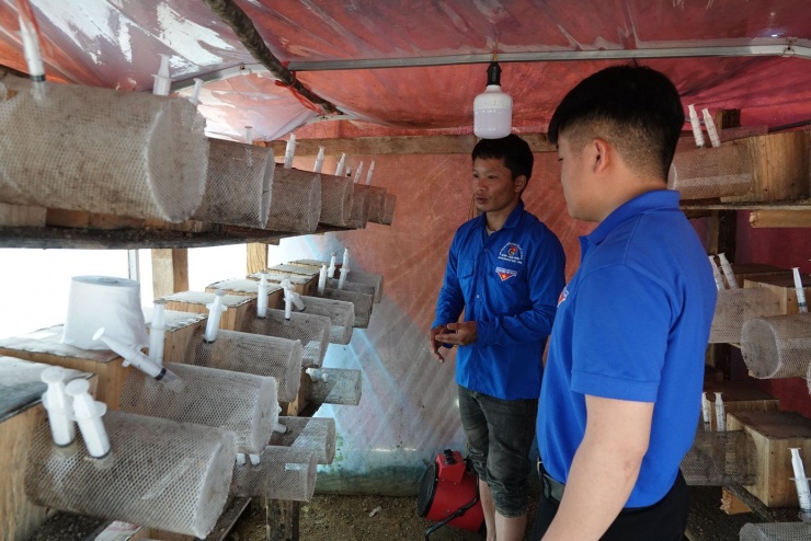 Một trong những điển hình của mô hình này là anh Mùa A Ánh (người đứng phía trong) ở thôn Dào Xa, xã Mù Cang Chải. Sau 3 năm triển khai mô hình, mỗi năm anh lãi khoảng 100 triệu đồng. Theo anh Ánh, giá trị kinh tế của ong đất ngày càng tăng. Đặc biệt, từ cuối vụ năm 2025 đến 3 tháng đầu năm 2026, anh đã thu về trên 300 triệu đồng. Nếu trước đây, ong giống chỉ có giá từ 20.000–40.000 đồng/con thì nay, có thời điểm vượt 100.000 đồng/con.