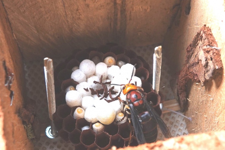 Theo anh Sang, nuôi ong đất đòi hỏi kỹ thuật cao. Từ khâu chọn và phối giống, kiểm soát nhiệt độ, chăm sóc ong ngủ đông, đến tách đàn, nhân tổ đều phải theo quy trình chặt chẽ. Trong ảnh là một con ong đất đang xây tổ.