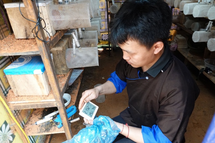 Ong đất thường ngủ đông khoảng 3 tháng vào dịp cuối năm, sau đó được chăm sóc, giữ nhiệt và bổ sung thức ăn để phát triển. Sau khoảng 7 tháng, người nuôi mới có thể bắt đầu thu hoạch. Trong ảnh, anh Thào A Sang kiểm tra và điều chỉnh nhiệt độ, đảm bảo môi trường phù hợp cho đàn ong phát triển ổn định.