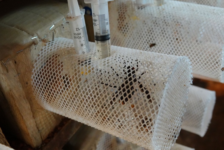 Ong đất là loài kịch độc, hung dữ. Nọc ong đất chứa chất độc melittin và phospholipase A2 gây tan máu, rối loạn đông máu, suy hô hấp, thậm chí tử vong. Nọc ong đất có độc tố cao gấp nhiều lần ong mật, chỉ 10 con đốt có thể giết chết một trâu mộng. Vì vậy, người nuôi phải hiểu biết kỹ thuật để tránh bị ong đốt. Trong ảnh, ong được nuôi nhốt trong tổ và lồng bao kín. Trên lồng có gắn hai ống tiêm. Một ống để cho ong đất uống nước, ống còn lại chứa mật ong để bổ sung dinh dưỡng cho ong đất.