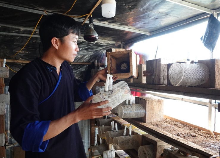 Trong ảnh là anh Hờ A Tủa ở thôn Tà Chí Lừ, xã Púng Luông (Lào Cai). Anh Tủa cũng là người có gần 10 năm kinh nghiệm nuôi ong đất thành công.