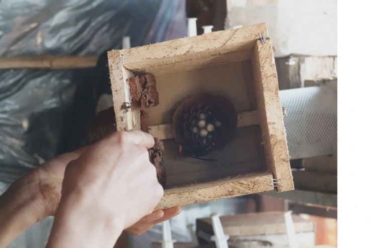 Theo thống kê, toàn xã Púng Luông hiện có trên 10 hộ nuôi ong đất, trong đó khu vực Tà Chí Lừ có 5 hộ, 3 hộ đạt hiệu quả rõ rệt. Dù quy mô còn nhỏ lẻ, nhưng mô hình đã bước đầu khẳng định tiềm năng phát triển.