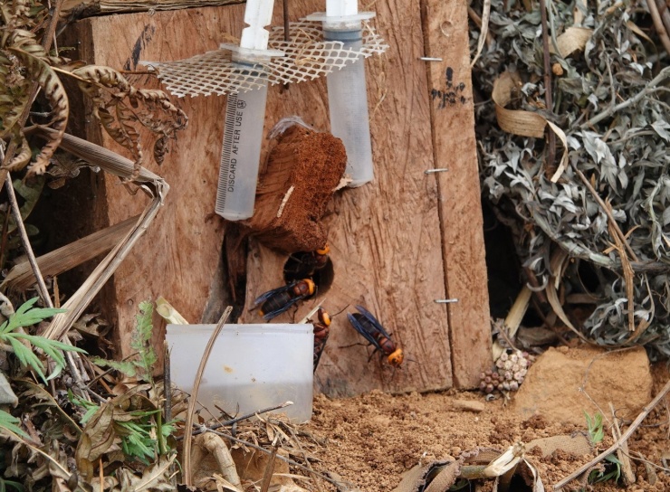 Trong ảnh, nhiều tổ ong đất được các hộ dân đưa ra môi trường tự nhiên để ong thích nghi và tự xây tổ, phục vụ quá trình phát triển đàn.