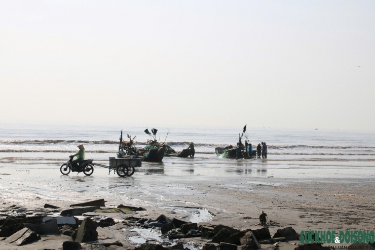 Từ sáng tinh mơ, bến cá xã Hải Châu rộn ràng khi thuyền đánh bắt cá trích nối nhau cập bờ.