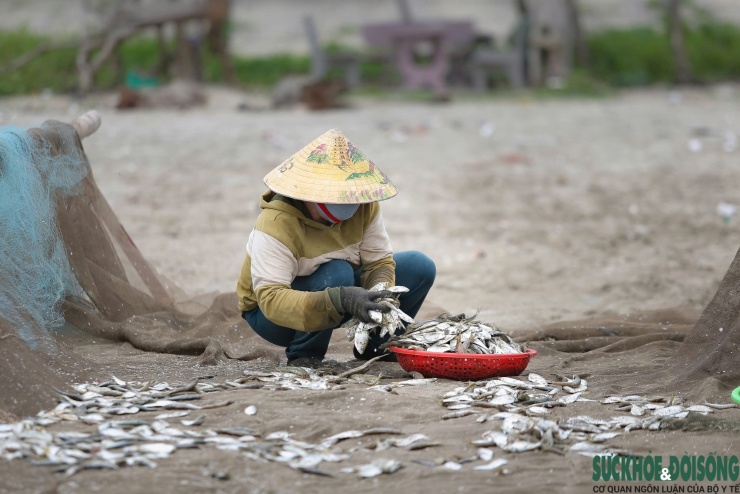 Công việc gỡ lưới, rửa cá diễn ra nhanh chóng để kịp đưa cá ra chợ trong buổi sáng.