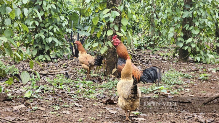 Gà Cùa được người dân thả rông để tự do kiếm ăn. Ảnh: N.V