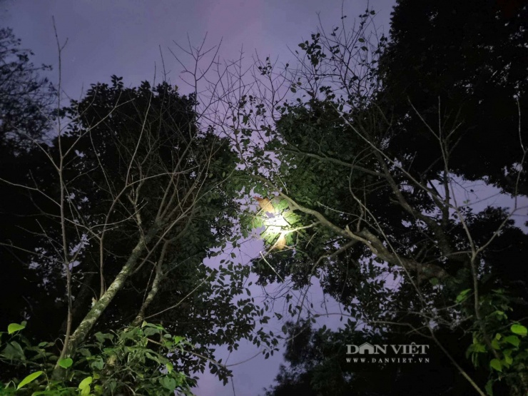 Gà Cùa ngủ trên cây cao vào ban đêm, trông không khác gì những con chim. Ảnh: N.V