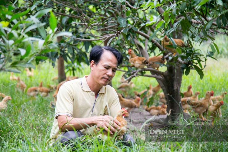 Để đáp ứng nhu cầu thị trường, gà Cùa được người dân chăn nuôi nhiều hơn và theo hướng an toàn sinh học. Ảnh: N.V