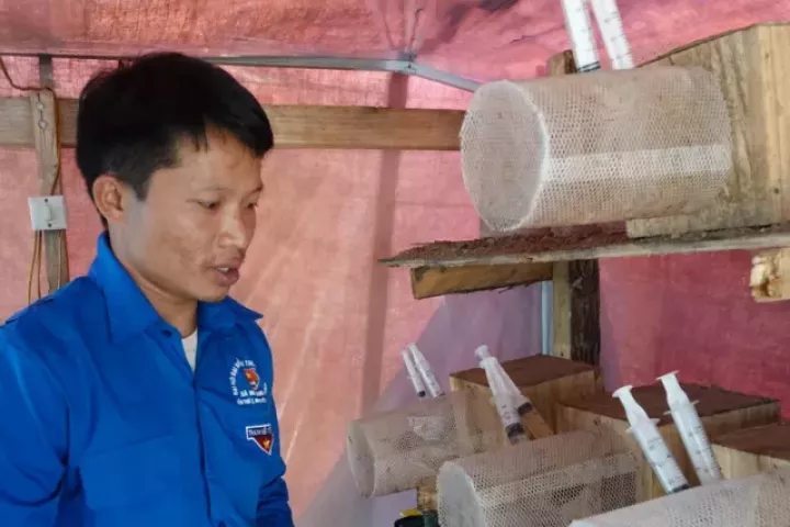 Thanh niên chế ngự loài ong kịch độc, làm giàu trên núi cao
