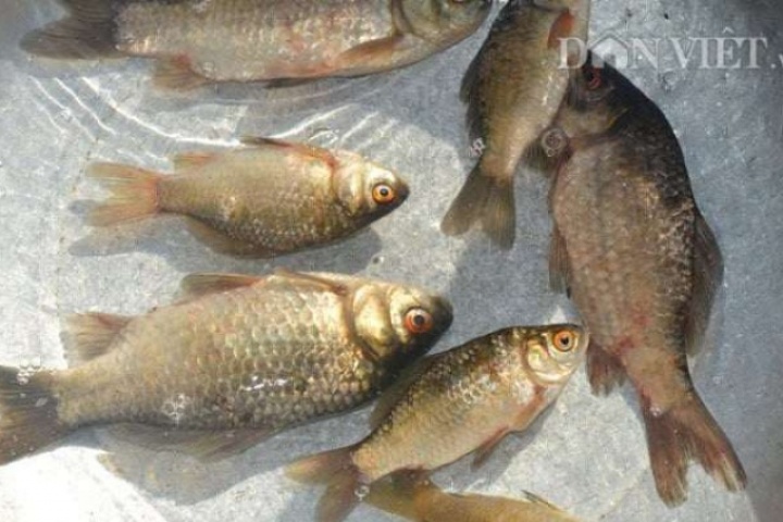 Loại cá nhỏ xíu bán đầy chợ quê, giá chỉ 30.000 đồng/kg nhưng được Đông y xem như “đại bổ”
