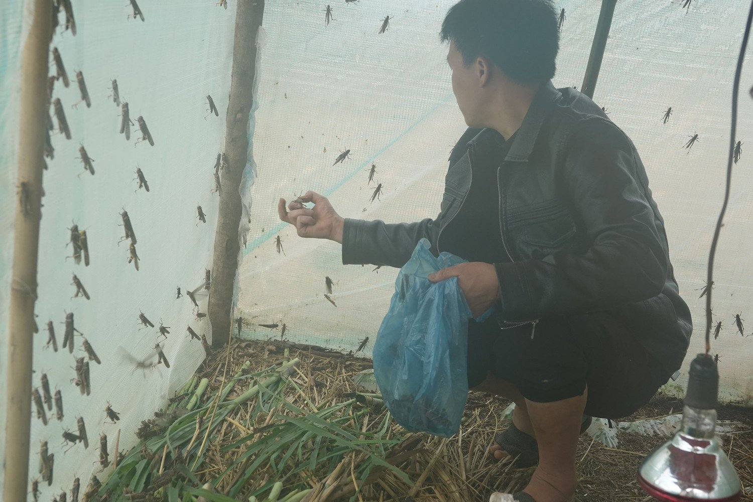 Về nguồn thức ăn, cào cào là nguồn thức ăn chủ yếu, đóng vai trò quan trọng trong quá trình nuôi dưỡng ong đất, đặc biệt trong mùa đông. Việc đảm bảo nguồn cào cào dồi dào, chất lượng không chỉ giúp ong duy trì sức khỏe mà còn góp phần nâng cao tỉ lệ sống và phát triển của đàn sau thời kỳ ngủ đông.