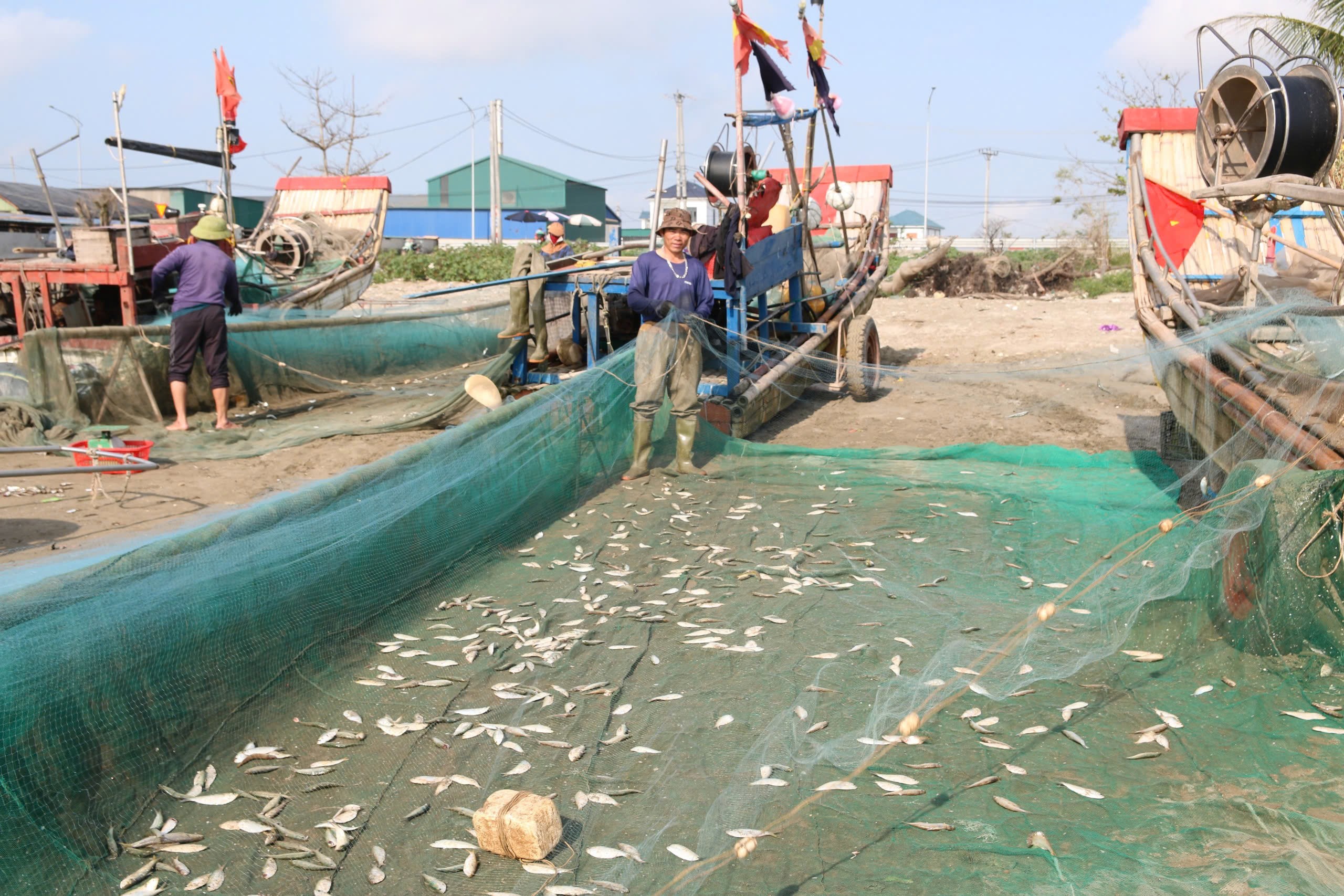 Ngư dân trúng đậm mỗi ngày nhờ loài cá giàu đạm - 3