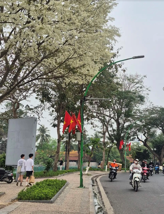 Cây hoa sưa trắng muốt khiến ai cũng phải nao lòng (Ảnh: Sưu tầm)